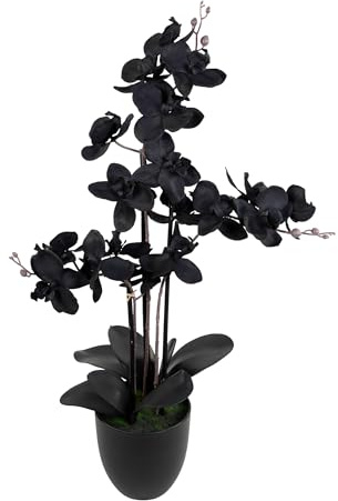 Seidenblumen Roß Orchidee Real Touch 70x40cm im Topf GA künstliche Phalaenopsis Blumen wie echt Dekoration Kunstpflanzen Kunstblumen (Schwarz)