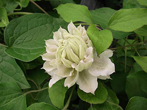 Clématite Dancing Dorien 'Zodado' C 3 Litres