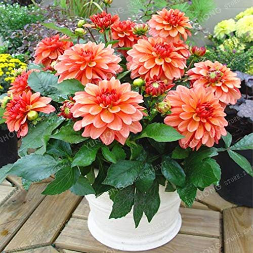 New 50 pcs Dahlia (Not Dahlia Bulbs) Flower Seeds for Gardening Light Orange