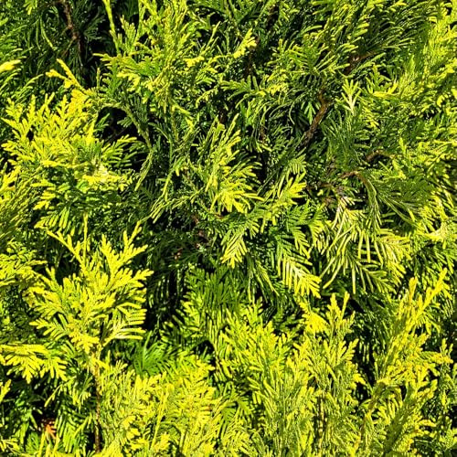 Thuja occidentalis 'Sunkist' – Award-Winning Conifer with Vibrant Orange-Yellow Foliage, RHS Garden Merit, Slow-Growing Evergreen - 3X 1 Litre Potted Plants by Thompson & Morgan