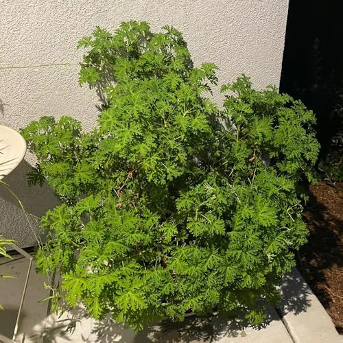 semi di geranio limone - esotiche resistenti per balcone 300pcs