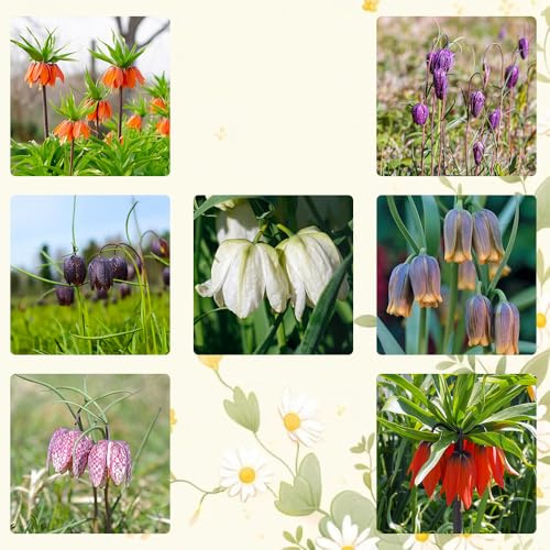 tuberi imperiali corona - giardino resistenti esterno 12pcs