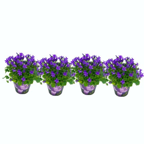 Plantas Estrella de Italia Color Azul Set de 4 Campanulas Flores Naturales