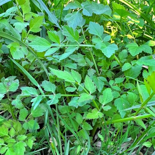 berro orgánico Semillas de hortalizas orgánicas, resistentes al invierno, semillas de berro sostenibles orgánicas cubrir el suelo Jardín cubrir el 100semillas