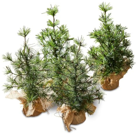 Loberon Deko-Baum 4er Set Millies, grün/braun | inkl. Jute-Säckchen, naturgetreu, Weihnachtsbaum, Festdekoration, Weihnachtsdekoration, Weihnachten, PVC, Eisendraht, Zement