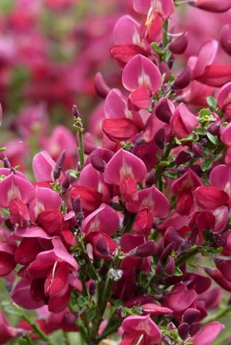 Ginestra Cytisus Boskoop Ruby citiso pianta in vaso ø11 cm Vivaio di Castelletto