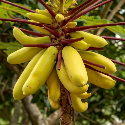 Papaya hochbeete für garten dekopflanzen obstpflanzen winterharte kübelpflanzen zwergobstbäume deko büro Melonenbaum spalierobst winterharte stauden mehrjährig gartenpflanzen 65samen