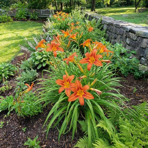 Bloomique - Lot de 6 - Hemerocallis Sammy Russell - Hémérocalle - Floraison abondante - Rustique - Vivace - Hauteur 10-20 cm - Pot 9 cm