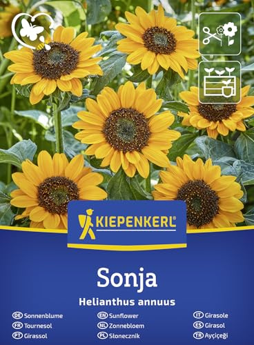 Kiepenkerl Sonnenblumensamen Sonja 50932, Blumensaat | Halbhohe, verzweigte Sorte mit orangefarbenen Blüten, Kübel und Hochbeet, sonniger Standort, Wuchshöhe 90-120 cm