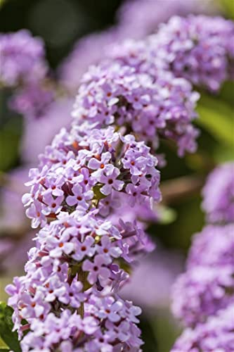 Buddleja alternifolia 100–125 cm – Winterhart, Mehrjährig, Pflegeleicht – Hänge-Sommerflieder – Zierstrauch für Garten & Rabatten
