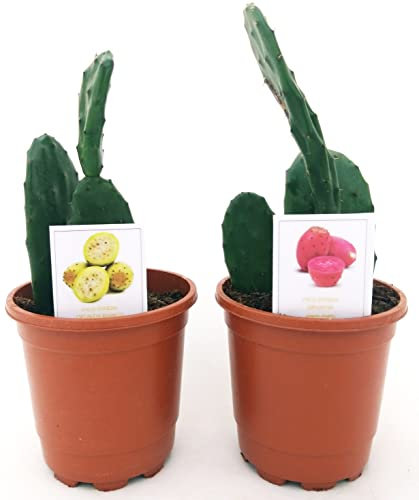 POWERS TO FLOWERS - OPUNTIA, FICO D'INDIA A FRUTTO ROSSO E GIALLO, 2 PIANTE, Vaso 13cm diametro, piante vere