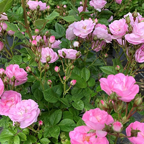 Zartrosa Ramblerrose Perennial Blush mittelstark duftend winterhart mehrjährig öfterblühend (Im 5 Liter Topf)