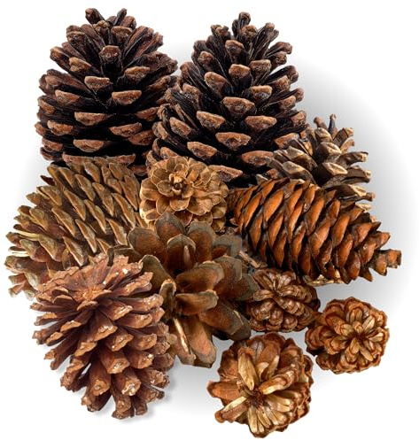 Scented Pumpkin Spice Pinecones – Rustic Natural Pinecones with Fresh & Crisp Aroma – Hand Picked & Perfect for Seasonal Home Décor, Holiday Craft Supplies, Autumn & Winter Home Fragrance