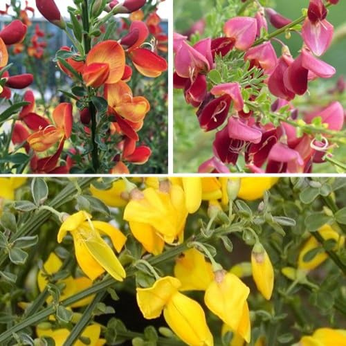3 X Cytisus mix: Lena + Boskoop Ruby + Allgold - 3 X Ginster | Gelbrot, Gelb und Rot - Kleinstrauch, dichtbuschig, bis zu 150 cm hoch - 3 x 1.5 Liter