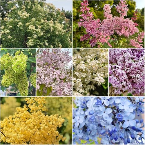 fliederbaum winterhart - garten blumensamen balkon blumensaat kübelpflanzen zierbaum winterhart gartenpflanzen deko garten winterharte 10samen