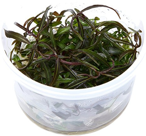 Tropica Hygrophila Araguaia 1-2-Grow Tissue Culture In Vitro Live Aquarium Plant Shrimp Safe & Snail Free