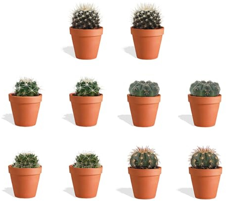 DutchLeafs Kugelkaktus Mix 10 Stück Verschiedene Mini-Kakteen im Ø 7 cm Terrakotta Blumentopf - Mammillaria Kaktus Kleine Pflanzen Sammlung Pflegeleichte Zimmerpflanzen - Höhe 8-15 cm
