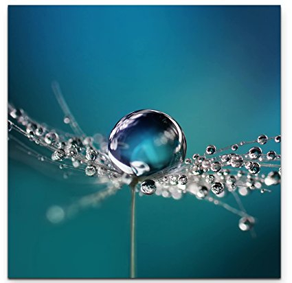 Paul Sinus Art Leinwandbilder | Bilder Leinwand 60x60cm Wassertropfen auf einer Pusteblume