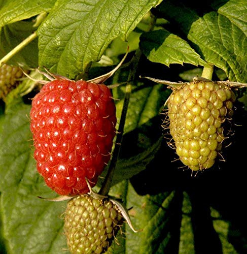 Himbeere Willamette - Rubus idaeus - lebende Gartenpflanze aus den Baumschulen