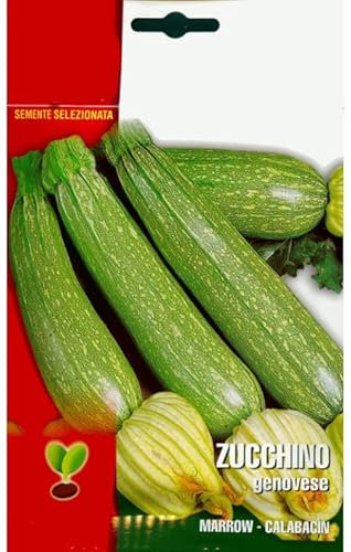 Sobre de Semillas de Calabacín Italiano Verde Claro Genovés para Huerto