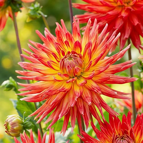 Dahlias Bulbes Cactus Jaune-Rouge Collection - 5 Bulbes de Fleurs à Planter Exterieur - Plante Exterieur Jardin - Naturelle Plantes de Hollande (pas de graines, non artificielle)