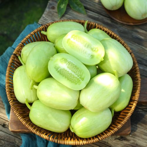 semillas de pepino al aire libre - decorativas interior balcón resistentes 1200pcs