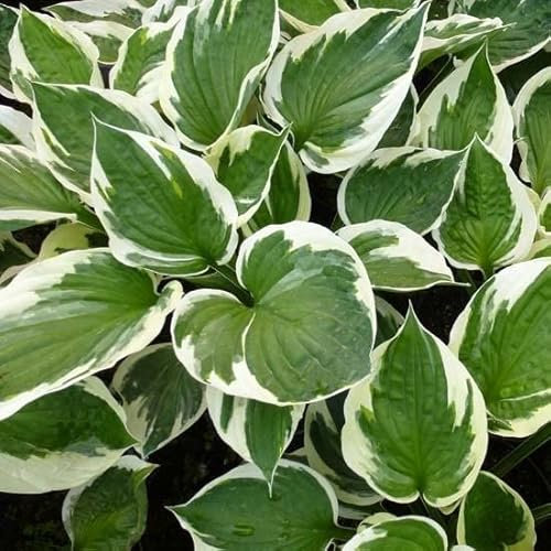 6x Hosta fortunei 'Patriot' – Godet 9x9cm | Feuilles marginées blanches, contrastées