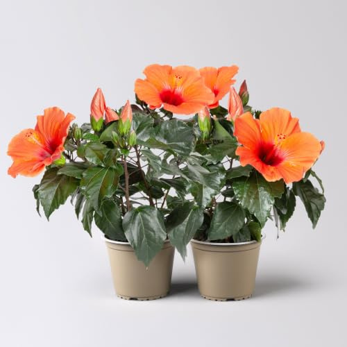 Hibiskus, orange, Topf-Ø 13 cm, Höhe ca. 35 cm, 2 Pflanzen