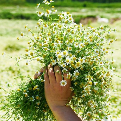 römische kamille kräuterpflanzen winterharte stauden für pralle sonne balkonpflanzen frühling dekopflanzen extrem winterharte kübelpflanzen topfpflanzen echt kräutersamen blumenbeet 500samen