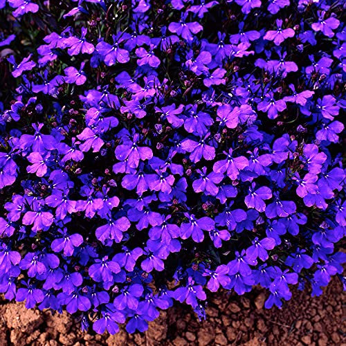 Lobelia Bush Crystal Palace | Colourful Quality Flowering Bedding Plants 10 Pack