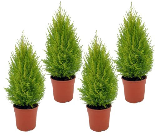 DECOALIVE Ciprés Golden Crest Amarillo - Set 4 Unidades - Cupressus Macrocarpa