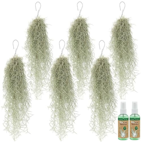 Vdvelde․com - Spanisches Moos 6er Set, Tillandsia usneoides Luftpflanzen