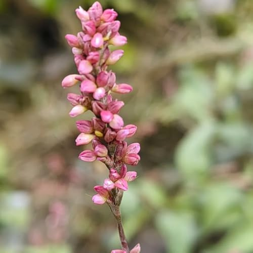 semi di polygonum orientale, cucina da balcone perenne resistente tappezzante balcone giardino per aiuole rialzate, 800pcs