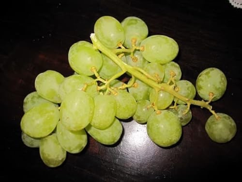 Vitis vinifera Sugraone - Weinrebe Sugraone - Kernlos