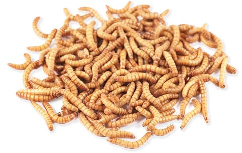 Mehlwürmer lebend 1 Kilogramm - SüdPro - frisch, für Vögel, Fische, Igel und Reptilien