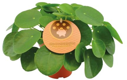 Pilea Peperomioides - 30cm - Ø15cm - Zimmerpflanze - Immergrün