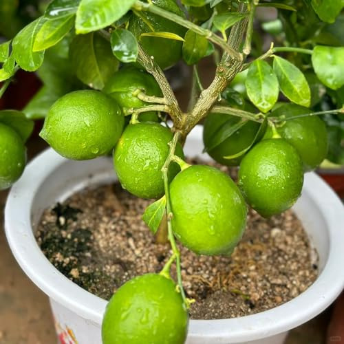 semillas de limonero - jardín exóticas perennes resistentes interior variedades antiguas orgánicas balcón 55pcs