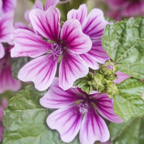 semi di malva biologici decorazione balconi perenni (Malva - sinensis) giardino decorazione bonsái 600pcs