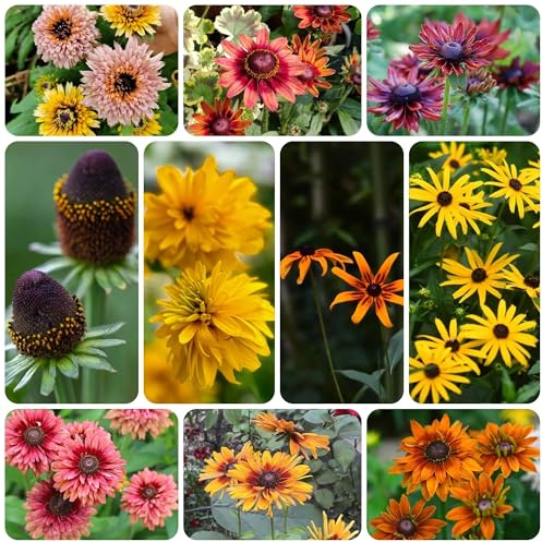 semi di coneflower, perenne, decorazione autunnale Balcone, perenni resistenti di campo, 300pcs