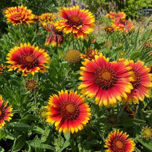 Kokardenblume, balkon bio blumenbeet seltene, wohnzimmer deko frühlingsblume, gartendeko für draußen 120samen