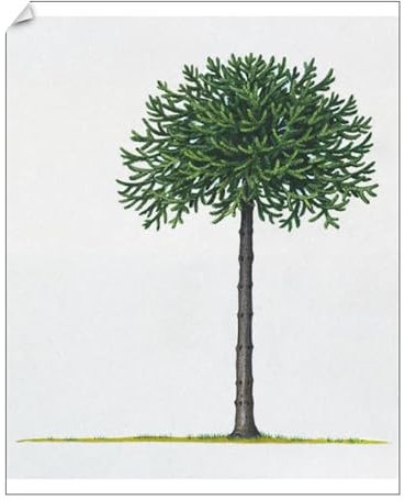 Media Storehouse Araucaria araucana Print - Print 10x8 (25x20cm) (13541659)