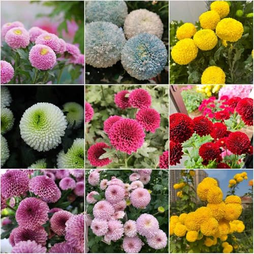 Semillas de Pompon Mamma - Serie Raras - de balcón, jardín jardin semillas resistentes para el jardín crisantemos 500pcs