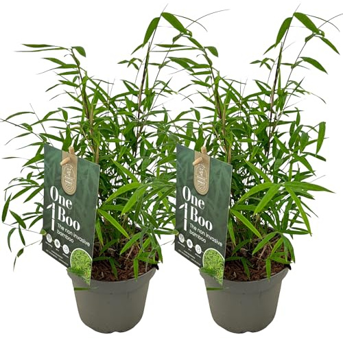 Lot de 2 Bambous Fargesia Angustissima – Bambou Non Traçant Persistant – Haie Brise-Vue Compact Cannes Pourpres – Résistant au Gel pour Jardin et Pot (50-70 cm avec pot 17 cm)