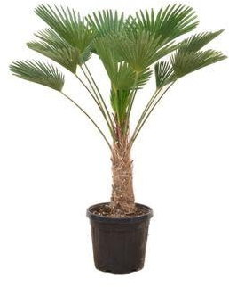 Trachycarpus wagnerianus Palmier éventail résistant au froid avec croissance compacte, env. 130 cm, pour jardin, terrasse et intérieur, résistant au vent et facile d'entretien