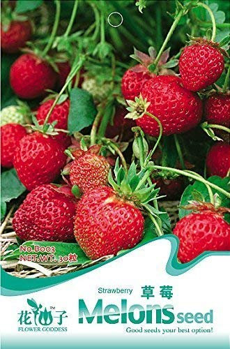 Loss Promotion!50 pcs/Lot Aquarium Grass Seeds Water Grasses Random Aquatic Plant Grass Indoor Beautifying Seeds,#QUGAOD
