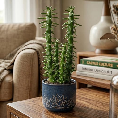 GardenersDream Opuntia Subulata Kaktus im Topf – Faszinierende Robuste Zimmerpflanze – Luftreinigende Zimmerpflanze für Fensterbänke, Ecken & Regale