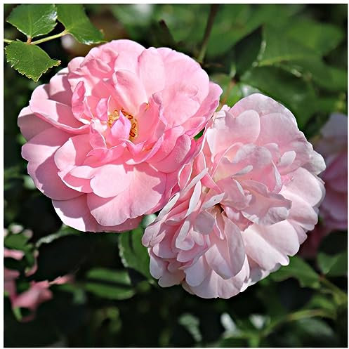 'Happy Retirement' Fragrant Floribunda Rose Bush, Delicate Pink Double Blooms 3fatpigs®