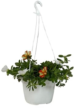 Verdolaga Planta Viva en Maceta, Portulaca oleracea Planta Natural | Comestible y Medicinal para Huerto Urbano, Cocina y Jardín, Fácil Cultivo y Uso Multifuncional