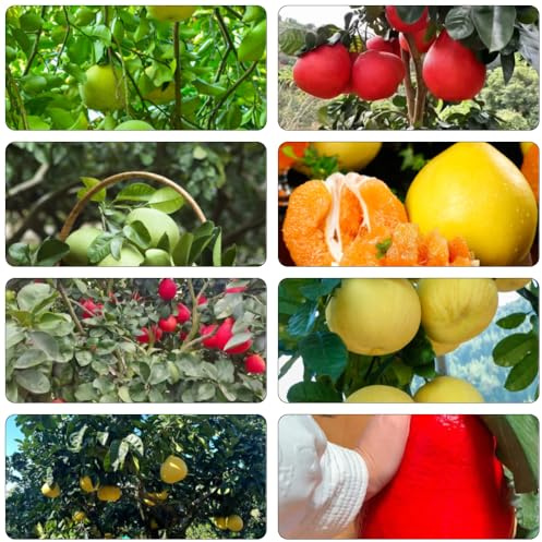 Pomelo gartenpflanzen winterhart topfpflanzen obstbäume obstbaum stauden winterhart mehrjährig bonsai balkon deko pflanzendeko säulenobst biosaatgut kräutergarten zimmerpflanzen 120samen