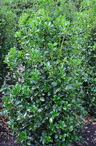 amerikanische Hülse, Ilex meserveae Heckenfee ® 40-50 cm hoch im 3 Liter Pflanzcontainer